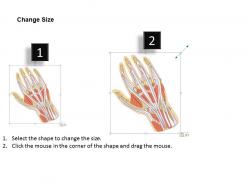 0514 hand dorsal medical images for powerpoint