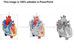 0514 heart human anatomy medical images for powerpoint