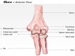 0514 human anatomy elbow anterior view medical images for powerpoint