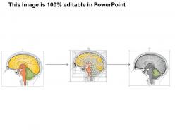 0514 human central nervous system medical images for powerpoint