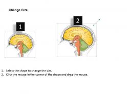 22678813 style medical 1 nervous 1 piece powerpoint presentation diagram infographic slide