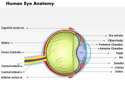0514 human eye anatomy medical images for powerpoint
