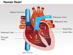 74830447 style medical 1 cardiovascular 1 piece powerpoint presentation diagram infographic slide