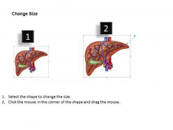 0514 internal anatomy of liver medical images for powerpoint