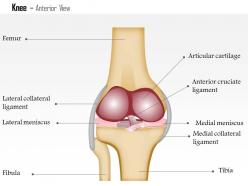 0514 knee anterior view medical images for powerpoint