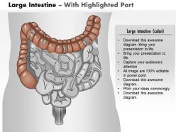 21141086 style medical 1 digestive 1 piece powerpoint presentation diagram template slide
