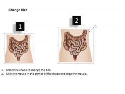 21141086 style medical 1 digestive 1 piece powerpoint presentation diagram template slide