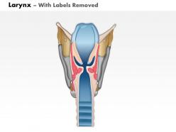 0514 larynx medical images for powerpoint