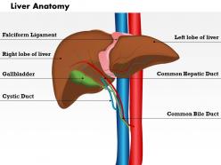 0514 liver anatomy medical images for powerpoint