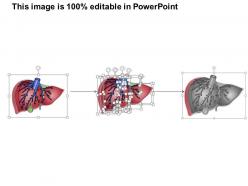24458909 style medical 1 digestive 1 piece powerpoint presentation diagram template slide