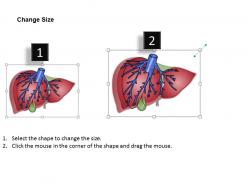 24458909 style medical 1 digestive 1 piece powerpoint presentation diagram template slide