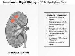 0514 location of right kidney medical images for powerpoint