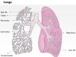 0514 lungs respiratory system human anatomy medical images for powerpoint