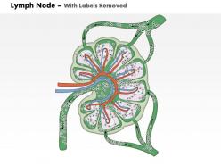 0514 lymph node immune system medical images for powerpoint