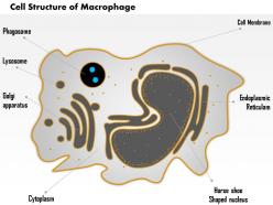 0514 macrophage immune system medical images for powerpoint