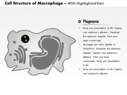 0514 macrophage immune system medical images for powerpoint