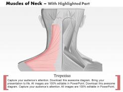 0514 muscles of neck medical images for powerpoint