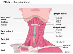 0514 neck anterior view medical images for powerpoint