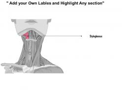 0514 neck anterior view medical images for powerpoint