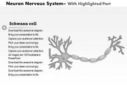 0514 neuron nervous system medical images for powerpoint