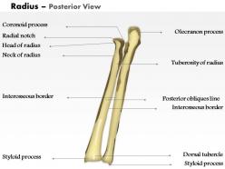 0514 radius posterior view medical images for powerpoint