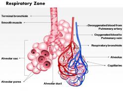 0514 respiratory zone medical images for powerpoint