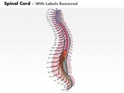 0514 spinal cord lateral view medical images for powerpoint