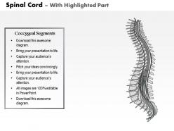 0514 spinal cord lateral view medical images for powerpoint