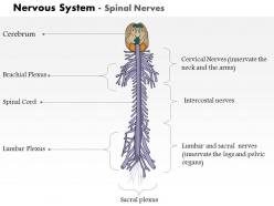 0514 spinal nerves nervous system medical images for powerpoint