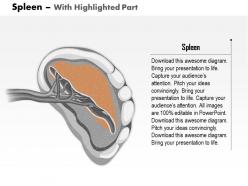 0514 spleen in human body medical images for powerpoint