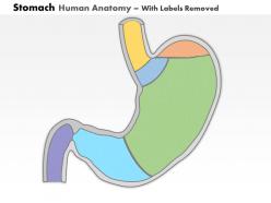 0514 stomach human anatomy medical images for powerpoint