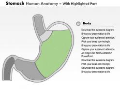 0514 stomach human anatomy medical images for powerpoint