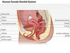 0514 the human female genital system medical images for powerpoint