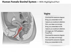0514 the human female genital system medical images for powerpoint