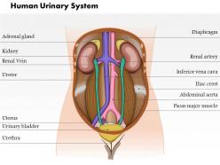 24486283 style medical 1 urinary 1 piece powerpoint presentation diagram infographic slide
