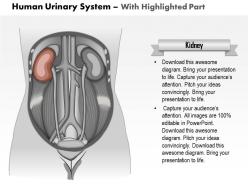 0514 the human urinary system medical images for powerpoint