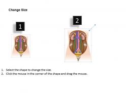 0514 the human urinary system medical images for powerpoint