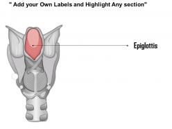 0514 the larynx medical images for powerpoint