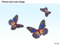 0514 three purple butterflies image graphics for powerpoint