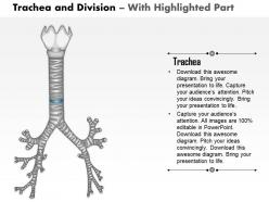 0514 trachea and divisions medical images for powerpoint