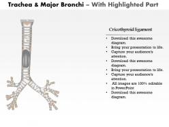 0514 trachea and major bronchi anterior view medical images for powerpoint