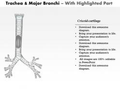 0514 trachea and major bronchi anterior view medical images for powerpoint