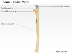 0514 ulna radial view medical images for powerpoint