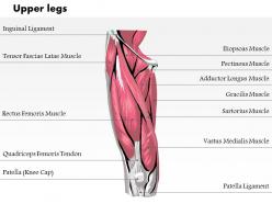 0514 upper legs anterior view medical images for powerpoint