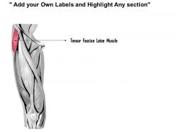 0514 upper legs anterior view medical images for powerpoint