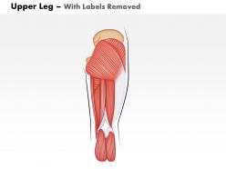 0514 upper legs posterior view medical images for powerpoint