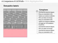 0614 a comparison of the cell walls gram positive and gram negative medical images for powerpoint