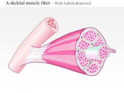 0614 a skeletal muscle fiber medical images for powerpoint