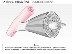 0614 a skeletal muscle fiber medical images for powerpoint
