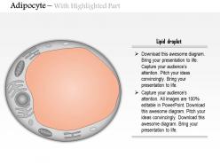 0614 adipocyte medical images for powerpoint